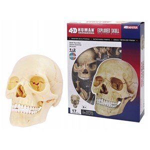 پک ساخت آناتومی جمجمه انسان مدل 4D Master - Human Skull Anatomy Model_اسباب بازی علمی