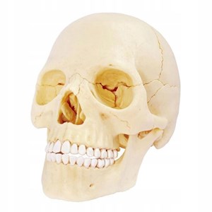 پک ساخت آناتومی جمجمه انسان مدل 4D Master - Human Skull Anatomy Model_اسباب بازی علمی