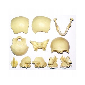 پک ساخت آناتومی جمجمه انسان مدل 4D Master - Human Skull Anatomy Model_اسباب بازی علمی