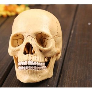 پک ساخت آناتومی جمجمه انسان مدل 4D Master - Human Skull Anatomy Model_اسباب بازی علمی