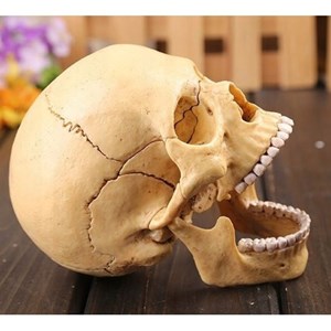 پک ساخت آناتومی جمجمه انسان مدل 4D Master - Human Skull Anatomy Model_اسباب بازی علمی
