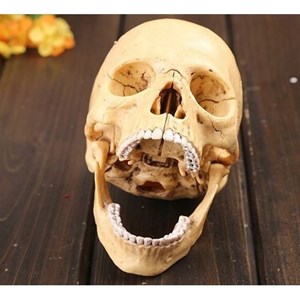 پک ساخت آناتومی جمجمه انسان مدل 4D Master - Human Skull Anatomy Model_اسباب بازی علمی