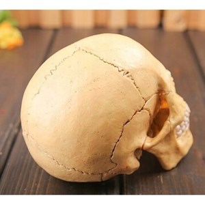 پک ساخت آناتومی جمجمه انسان مدل 4D Master - Human Skull Anatomy Model_اسباب بازی علمی