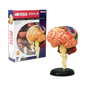 پک ساخت آناتومی مغز انسان مدل 4D Master - Brain Anatomy Model_اسباب بازی علمی