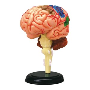 پک ساخت آناتومی مغز انسان مدل 4D Master - Brain Anatomy Model_اسباب بازی علمی