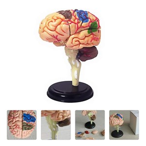 پک ساخت آناتومی مغز انسان مدل 4D Master - Brain Anatomy Model_اسباب بازی علمی