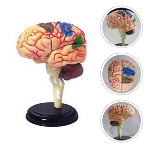 پک ساخت آناتومی مغز انسان مدل 4D Master - Brain Anatomy Model_اسباب بازی علمی