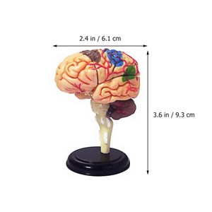 پک ساخت آناتومی مغز انسان مدل 4D Master - Brain Anatomy Model_اسباب بازی علمی