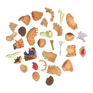 پک ساخت آناتومی مغز انسان مدل 4D Master - Brain Anatomy Model_اسباب بازی علمی