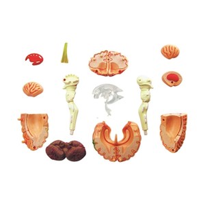 پک ساخت آناتومی مغز انسان مدل 4D Master - Brain Anatomy Model_اسباب بازی علمی