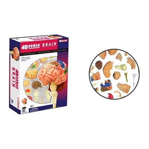 پک ساخت آناتومی مغز انسان مدل 4D Master - Brain Anatomy Model_اسباب بازی علمی