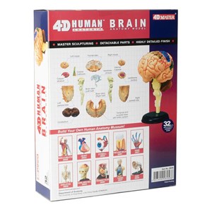 پک ساخت آناتومی مغز انسان مدل 4D Master - Brain Anatomy Model_اسباب بازی علمی