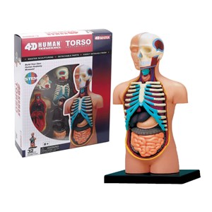 پک ساخت آناتومی بدن انسان مدل 4D Master - Human Anatomy Model_اسباب بازی علمی