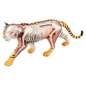 پک ساخت آناتومی بدن ببر مدل 4D Master - Tiger Anatomy Model_اسباب بازی علمی