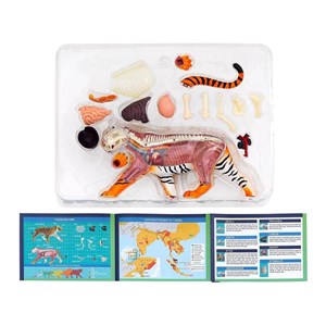 پک ساخت آناتومی بدن ببر مدل 4D Master - Tiger Anatomy Model_اسباب بازی علمی