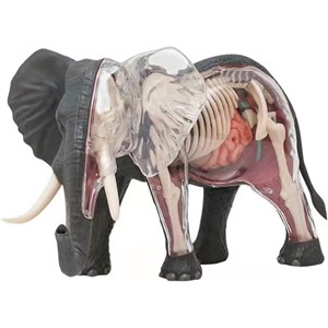پک ساخت آناتومی بدن فیل مدل 4D Master - Elephant Anatomy Model_اسباب بازی علمی