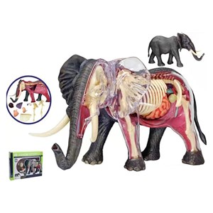 پک ساخت آناتومی بدن فیل مدل 4D Master - Elephant Anatomy Model_اسباب بازی علمی
