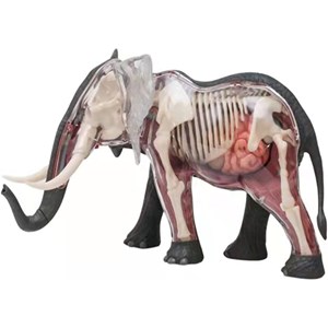 پک ساخت آناتومی بدن فیل مدل 4D Master - Elephant Anatomy Model_اسباب بازی علمی