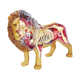 پک ساخت آناتومی بدن شیر مدل 4D Master - Lion Anatomy Model_اسباب بازی علمی