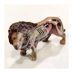 پک ساخت آناتومی بدن شیر مدل 4D Master - Lion Anatomy Model_اسباب بازی علمی