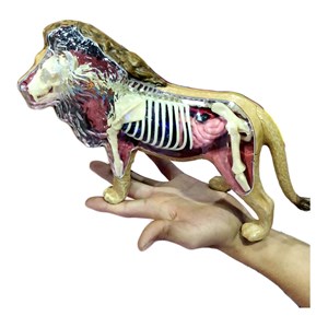 پک ساخت آناتومی بدن شیر مدل 4D Master - Lion Anatomy Model_اسباب بازی علمی