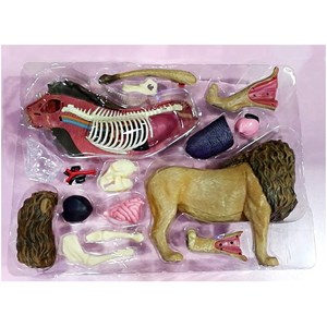 پک ساخت آناتومی بدن شیر مدل 4D Master - Lion Anatomy Model_اسباب بازی علمی
