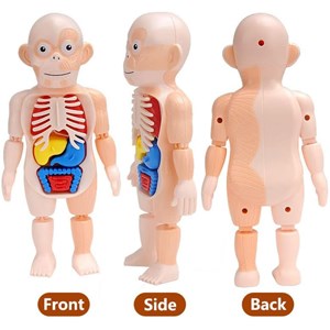 پک ساخت آناتومی بدن انسان با لوازم کامل_اسباب بازی علمی