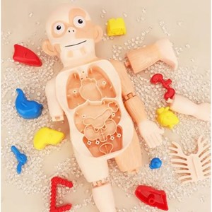 پک ساخت آناتومی بدن انسان با لوازم کامل_اسباب بازی علمی