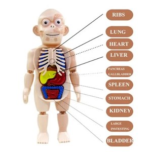 پک ساخت آناتومی بدن انسان با لوازم کامل_اسباب بازی علمی
