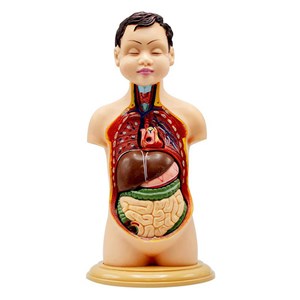 مولاژ نیم تنه انسان مدل عروسکی 8 قسمتی_اسباب بازی علمی