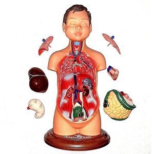 مولاژ نیم تنه انسان مدل عروسکی 8 قسمتی_اسباب بازی علمی