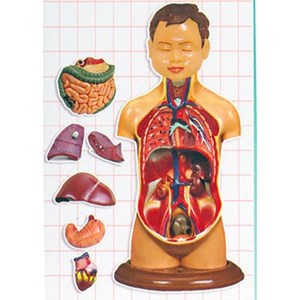 مولاژ نیم تنه انسان مدل عروسکی 8 قسمتی_اسباب بازی علمی