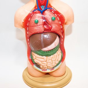 مولاژ نیم تنه انسان 10 قسمتی مقیاس 1:4_اسباب بازی علمی